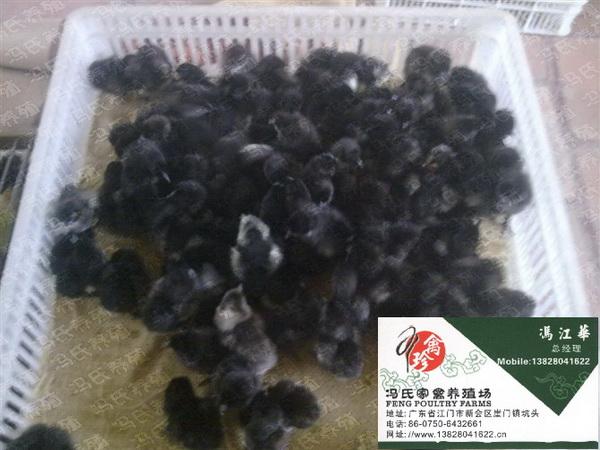冯氏对绿壳蛋鸡球虫病的理解