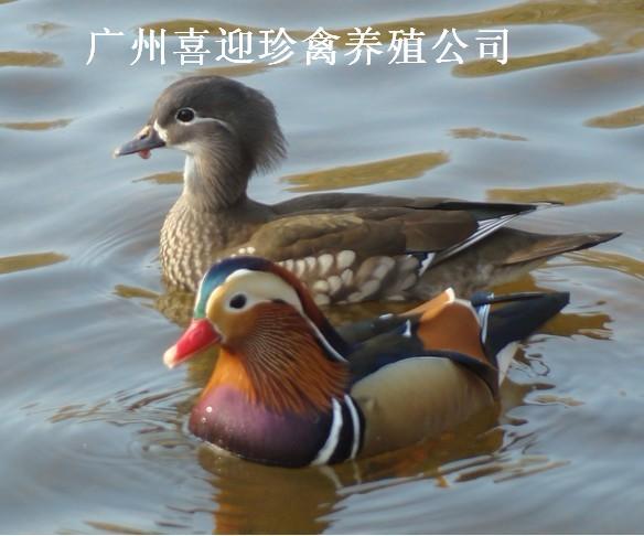 ½ԧ/ʯԧ챨