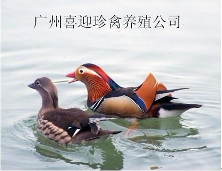 ຣԧ۸