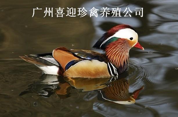㶫Ưԧ