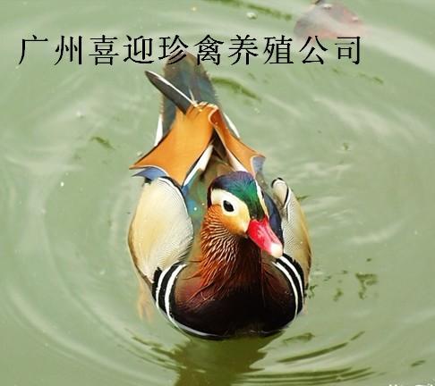 Ĵԧ̼