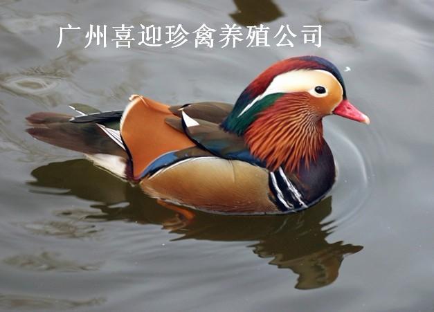 ԧ۸ԧ۸