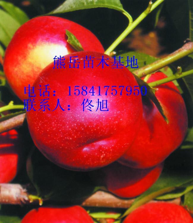 Ӧĺ126