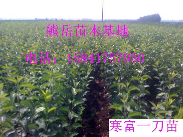 Ӧƻ纮ƻ