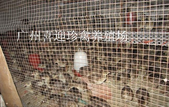 内蒙古呼和浩特市蓝雀苗销售点