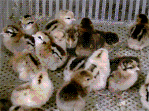 鼦()