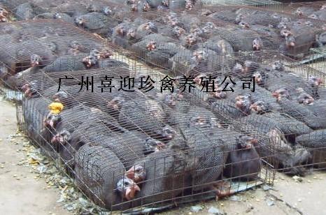 鼦繩Ӧ