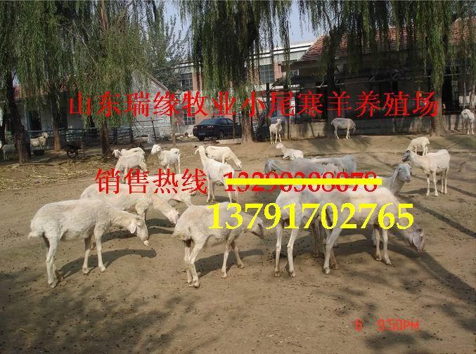 小尾寒羊,波尔山羊,羊羔,母羊