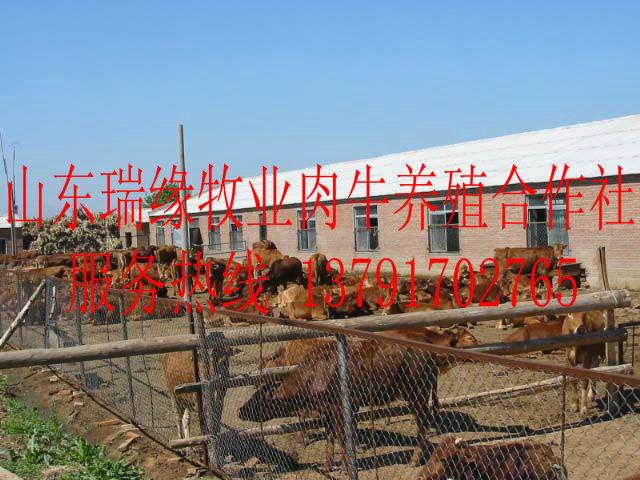 养牛,西门塔尔牛,牛犊,肉牛犊