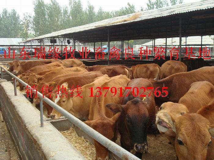 肉牛犊,牛犊,架子牛,肉牛价格