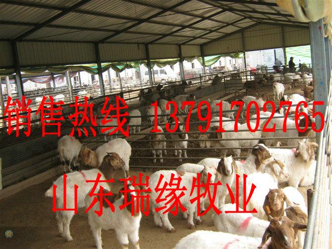 养羊,种羊,养羊场,养羊地