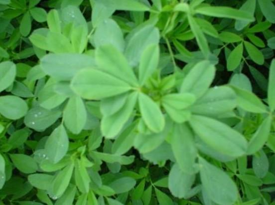 适合猪牛羊兔鸭鹅的多年生长牧草
