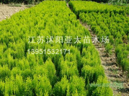 洒金柏(洒金柏)
