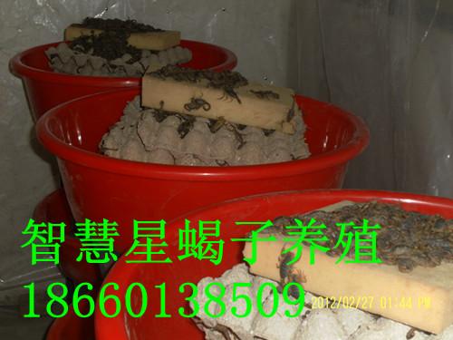 Ы۸Ыֳ