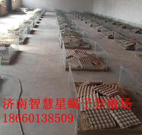 河南郑州蝎子养殖技术