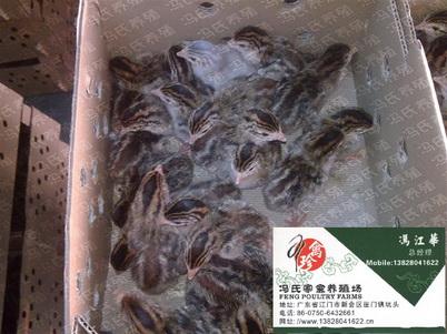 鼦(102)