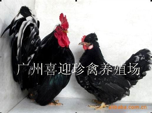 㶫ԪϢ۸