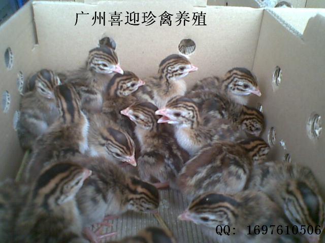 鼦۸񡢹