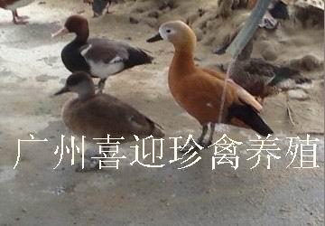 㶫Ѽ۸񡢳Ѽ