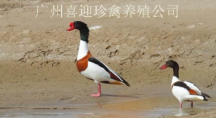 㶫̱Ѽ۸̱Ѽ