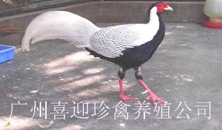 㶫¼۸񡢹㶫