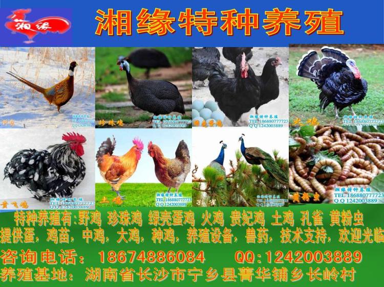 ¦|Ұ|鼦|