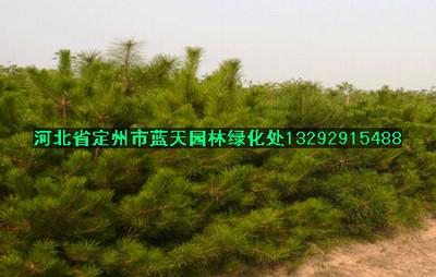 油松2米油松价格油松图片油松价