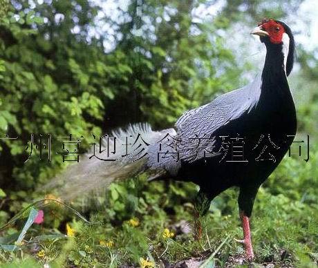 ϰ̡츹