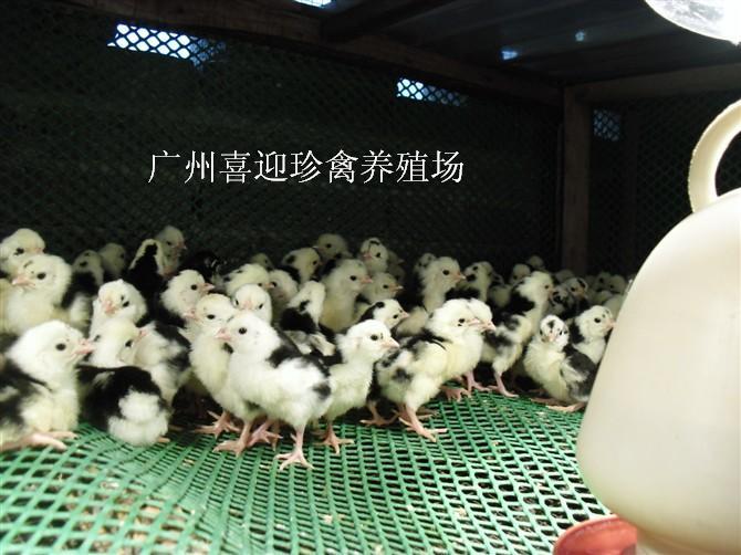 鼦Ϲ