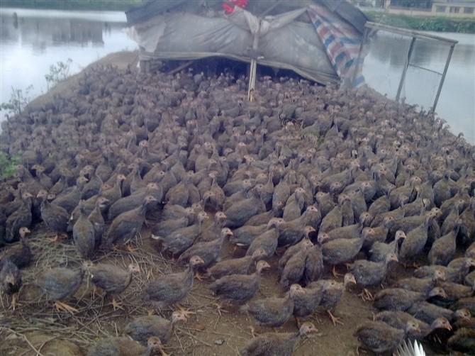 鼦硢鼦ֳ