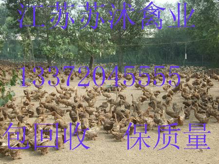 Ѽ۸|麣Ѽ۸