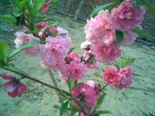 ӱҶҳ