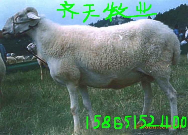 ôֳСС۸20