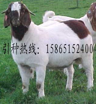 һֻС೤ʱ5
