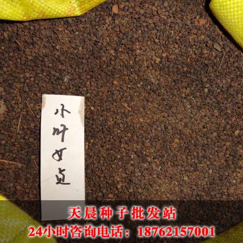 江苏种子_小叶女贞种子价格