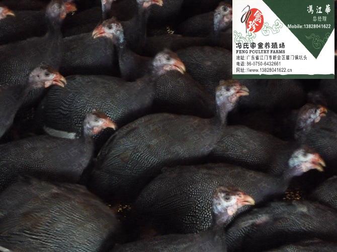 㶫鼦(102)