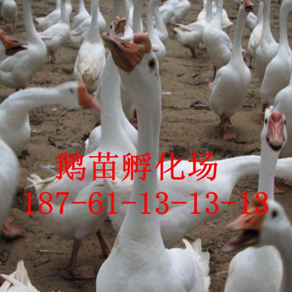 ۸Ϸ