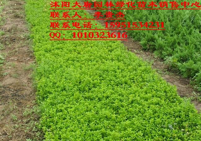 СҶС(硢С)