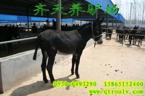 ôѡúֳĹ¿