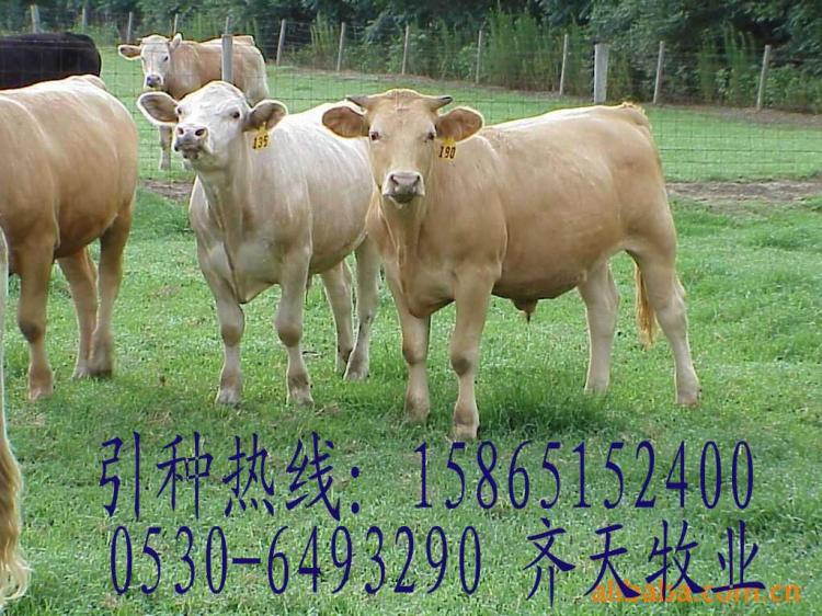 *养牛技术怎么饲养小牛犊