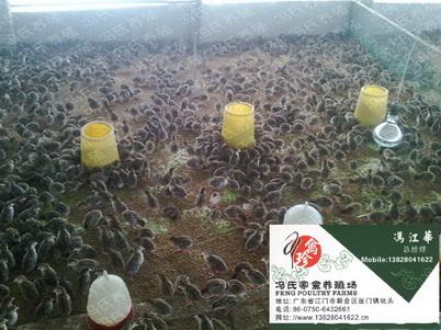 Ӧ鼦