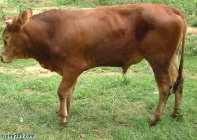 夏季肉牛养殖场西门塔尔牛肉牛犊