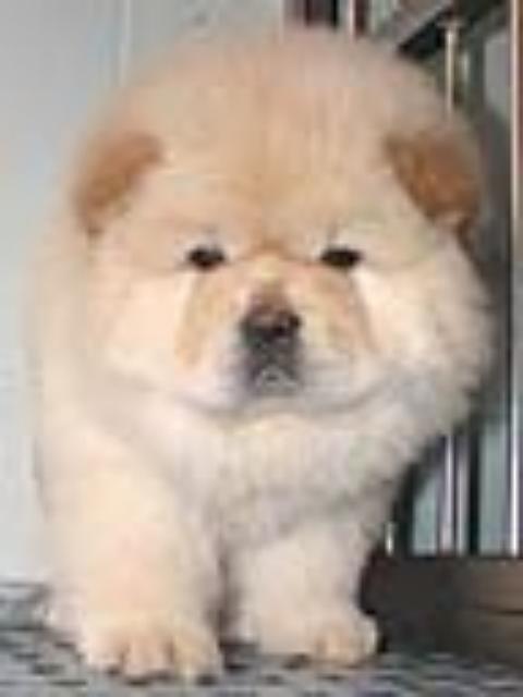 ʨʨ