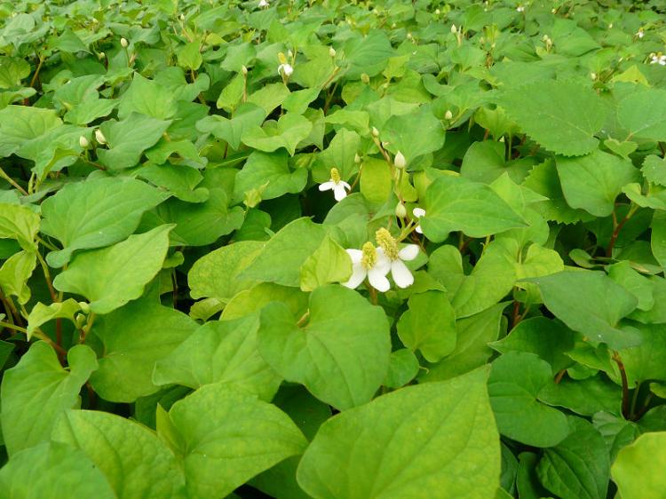 【夏天菠菜怎样防烂根】