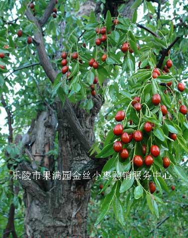 棨ժ棩(ժ)