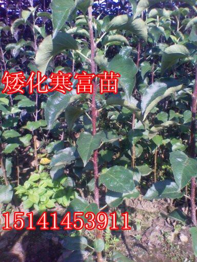 ƻ硷Ӧƻ
