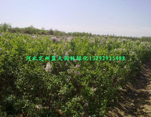 һ״5֧۸