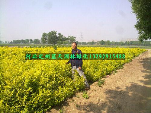 ҶŮ60ָ߶ȽҶŮ