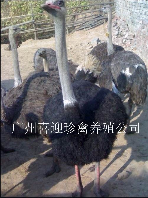 Ӧ̣