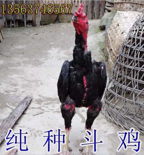 кö,۸񣬼ε¶